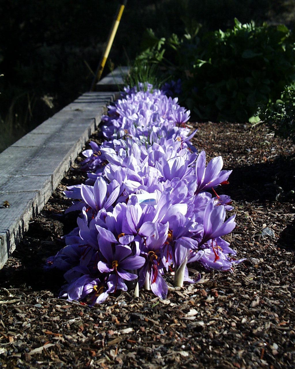 saffron row(e).jpg