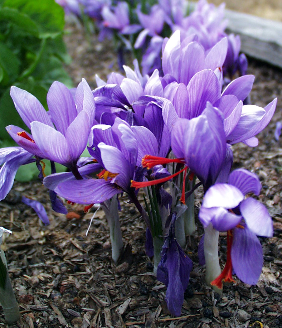 Saffronup close.jpg